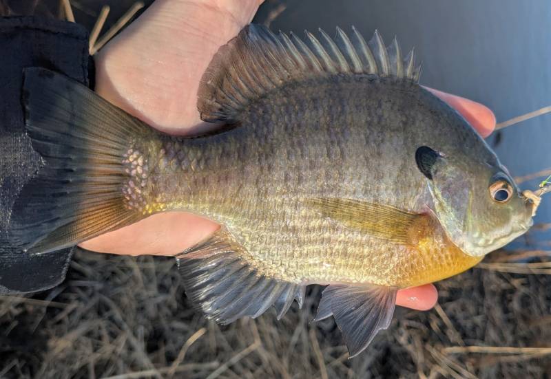 Bluegill in New Baltimore