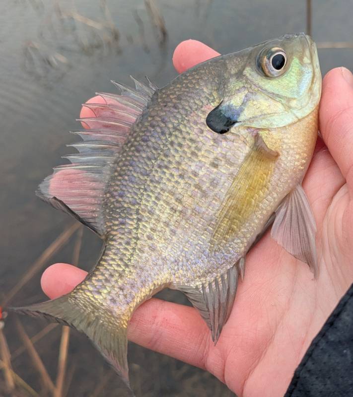 Bluegill in New Baltimore