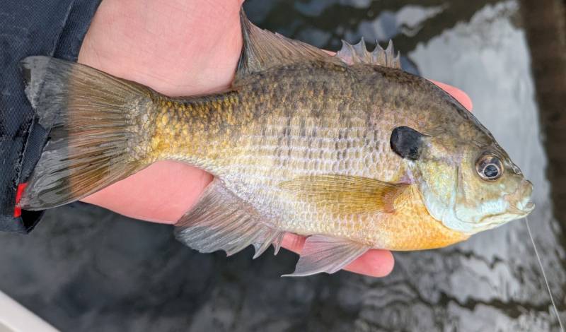 Bluegill in Highland Park