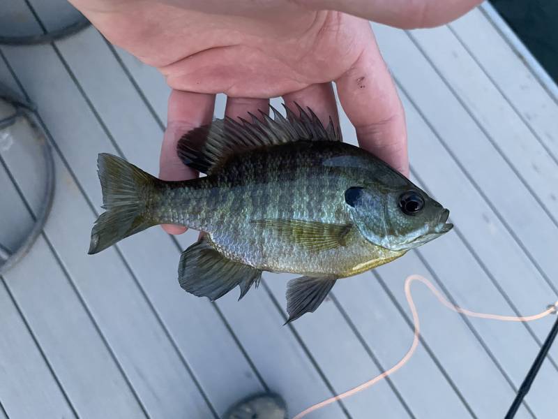 Bluegill in Crawford
