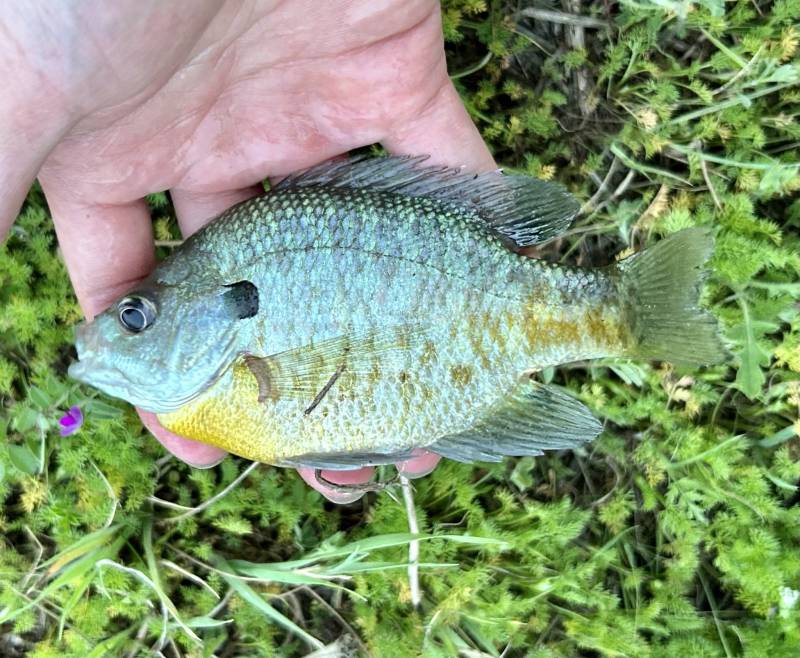 Bluegill in Cedar Hill
