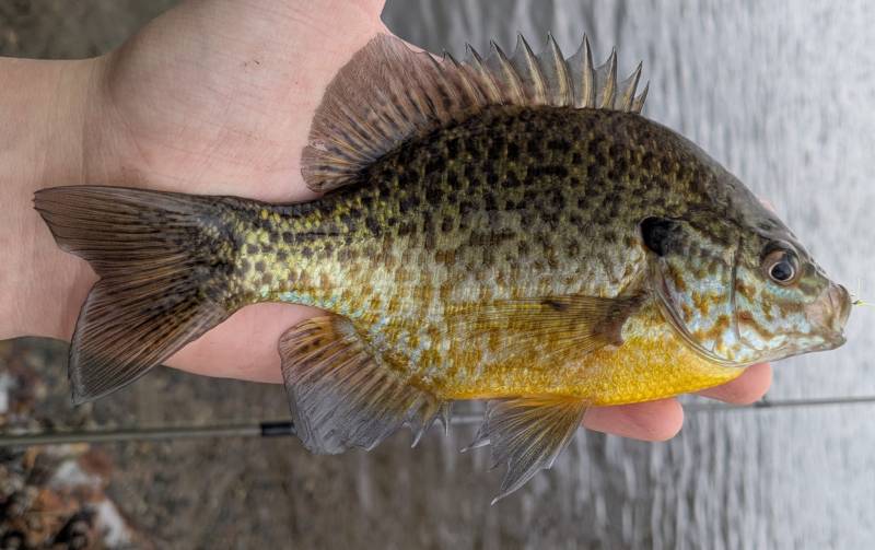 Pumpkinseed sunfish in Howell