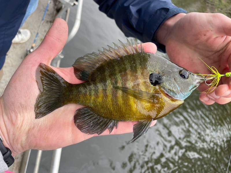 Bluegill in Crawford