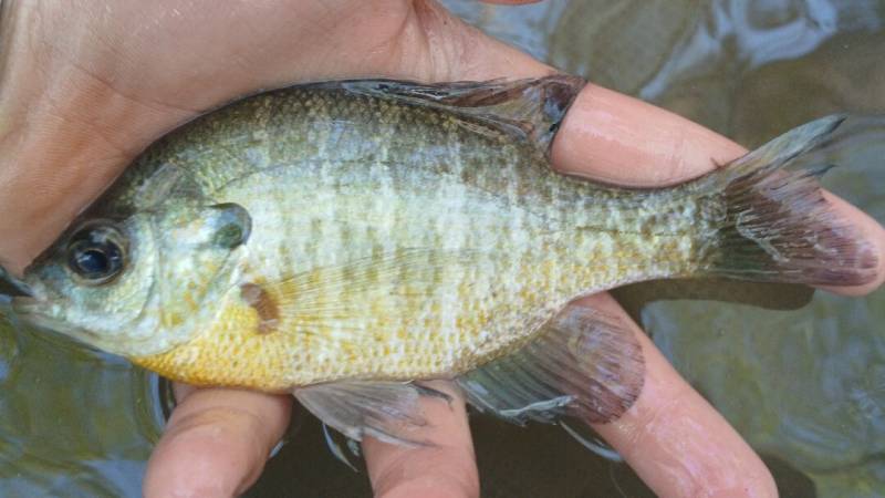 Bluegill in Bent Creek