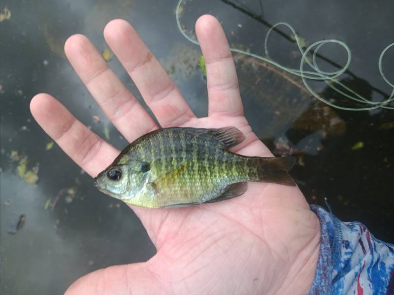 Bluegill in Meadowlakes