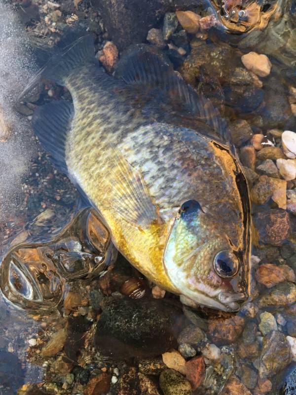 Bluegill in Massachusetts
