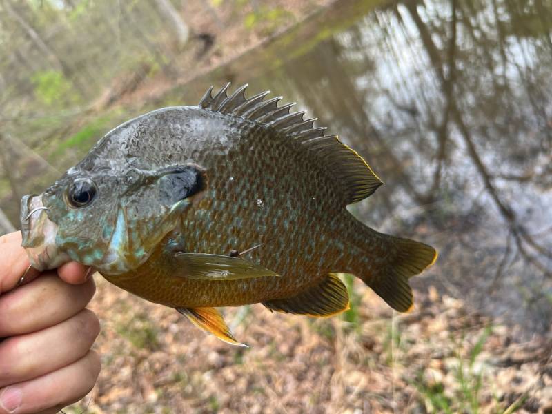 Pumpkinseed sunfish in Brown County