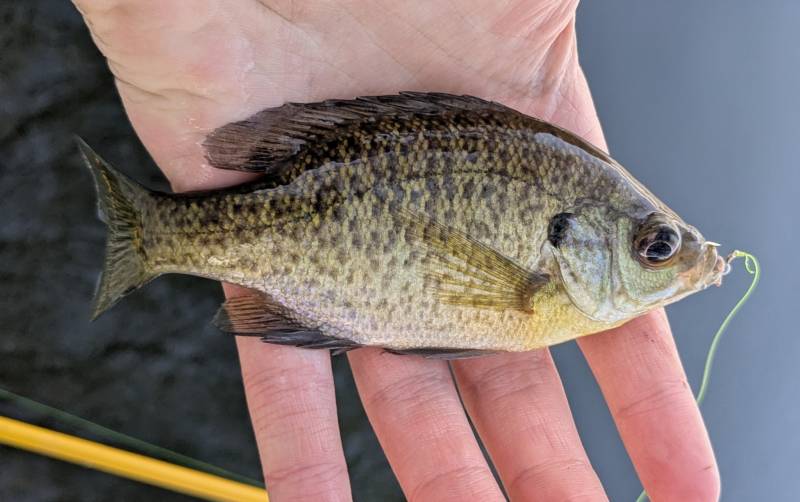 Bluegill in Highland Park