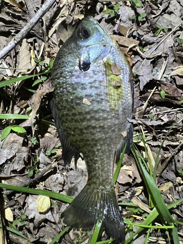 Bluegill in Brown County