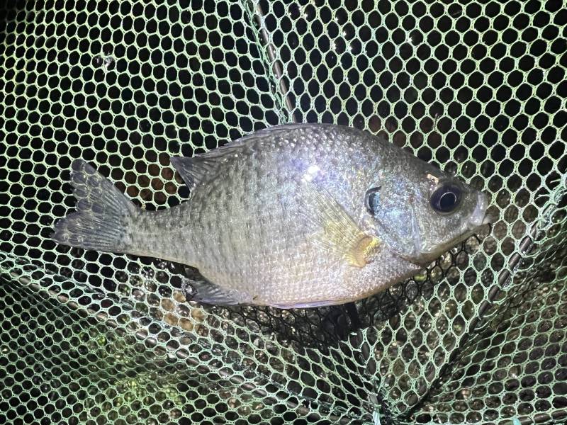Bluegill in Brown County