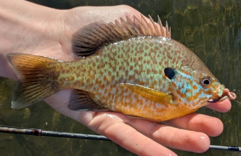 Pumpkinseed sunfish in Howell
