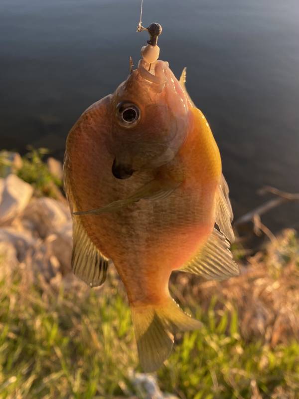 Bluegill in Fort Calhoun
