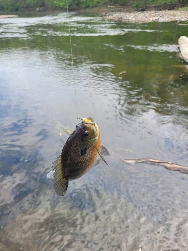 Bluegill in Gibbsboro