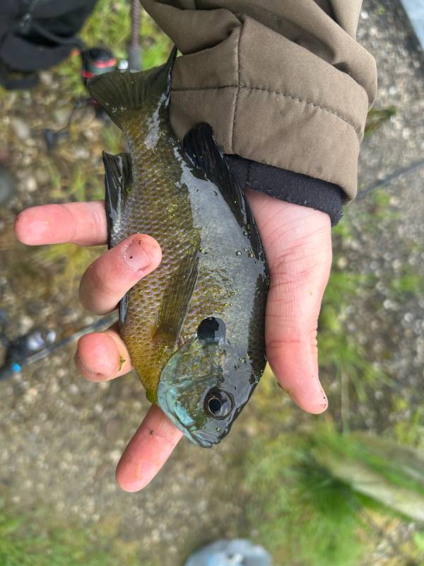 Bluegill in Streetsboro