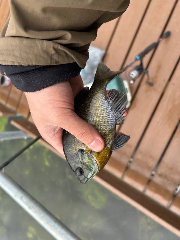 Bluegill in Streetsboro
