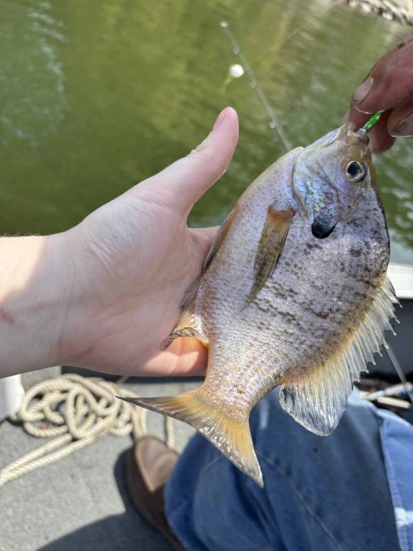 Bluegill in Richfield