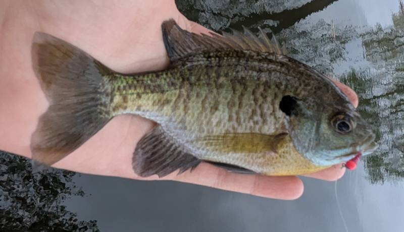 Bluegill in Highland Park