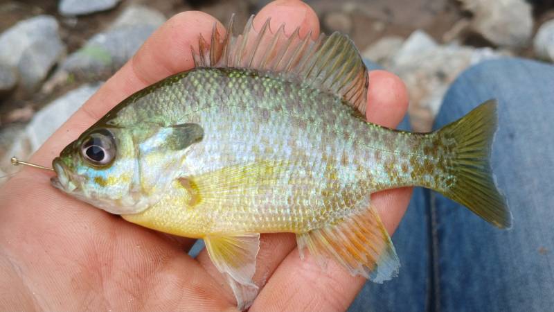 Bluegill in Greenville
