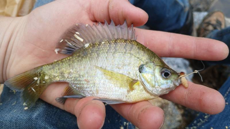 Bluegill in Hendersonville