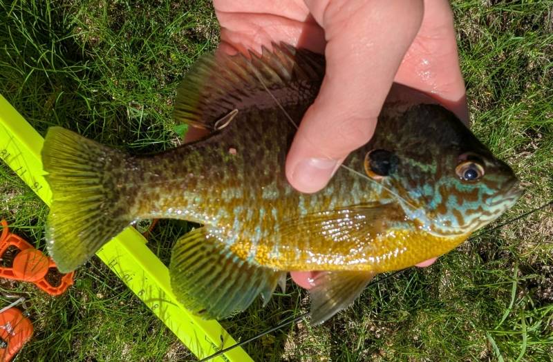 Pumpkinseed sunfish in Howell