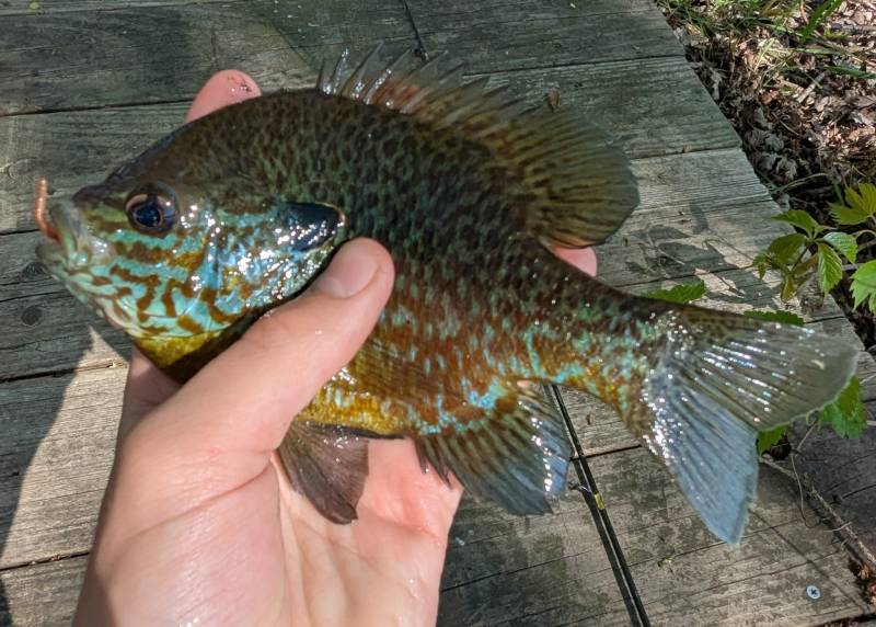 Bluegill in Warren