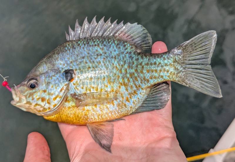 Bluegill in Westland