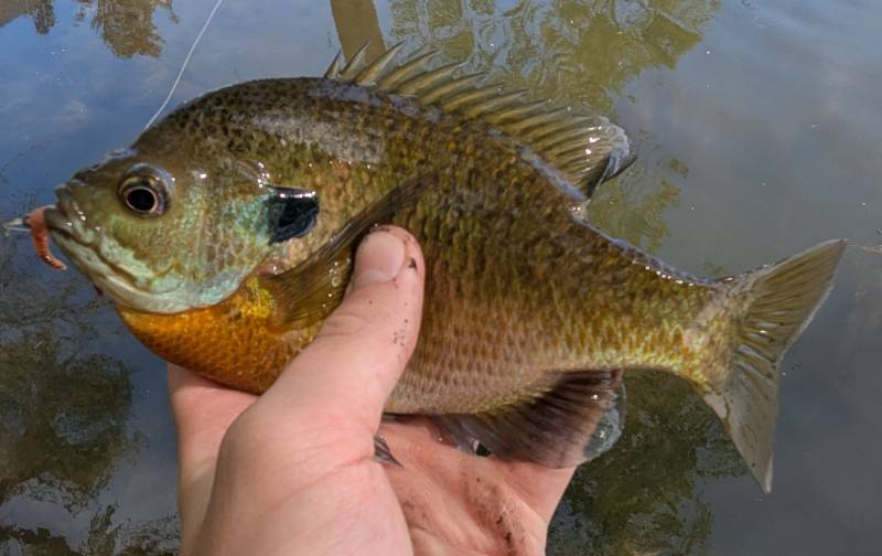 Bluegill in Warren