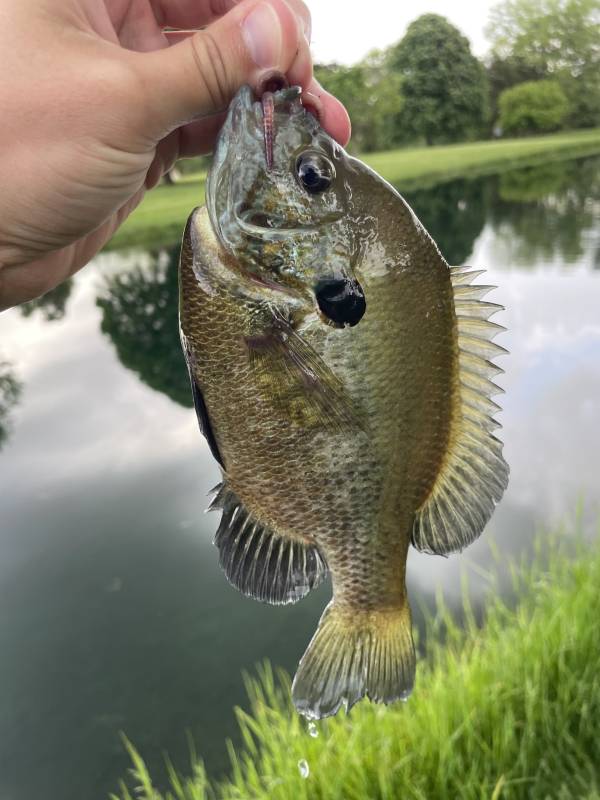 Bluegill in Bellbrook