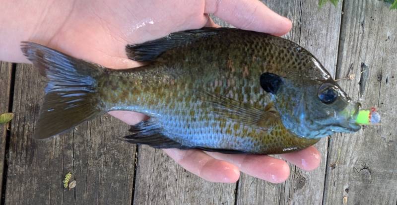 Bluegill in Westland