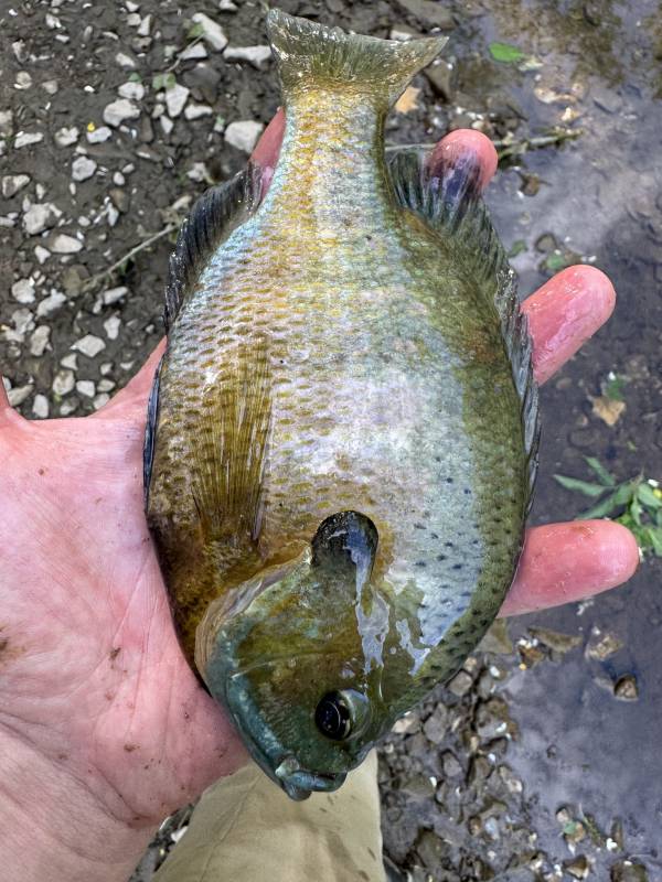 Bluegill in Missouri