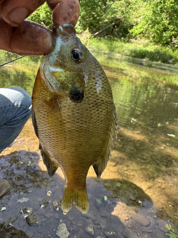 Bluegill in Missouri