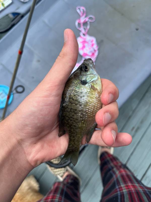 Bluegill in West Point