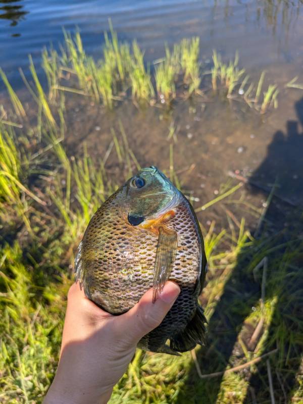 Bluegill in California