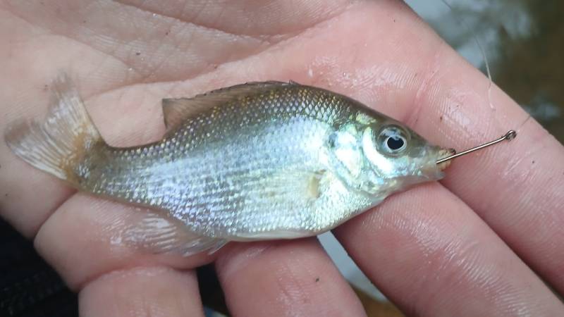 Bluegill in Hendersonville