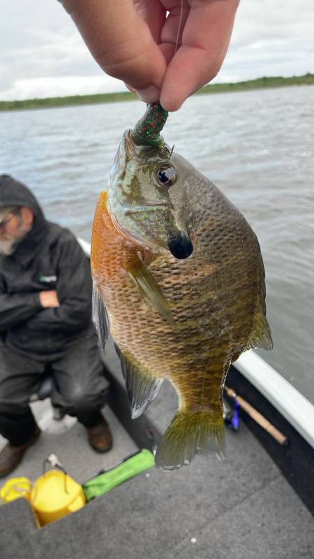Bluegill in Minnesota