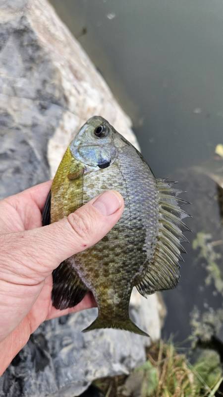 Bluegill in Utah Lake
