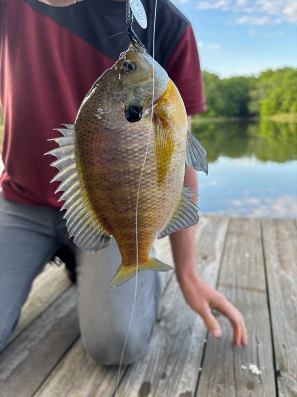 Bluegill in Brown County