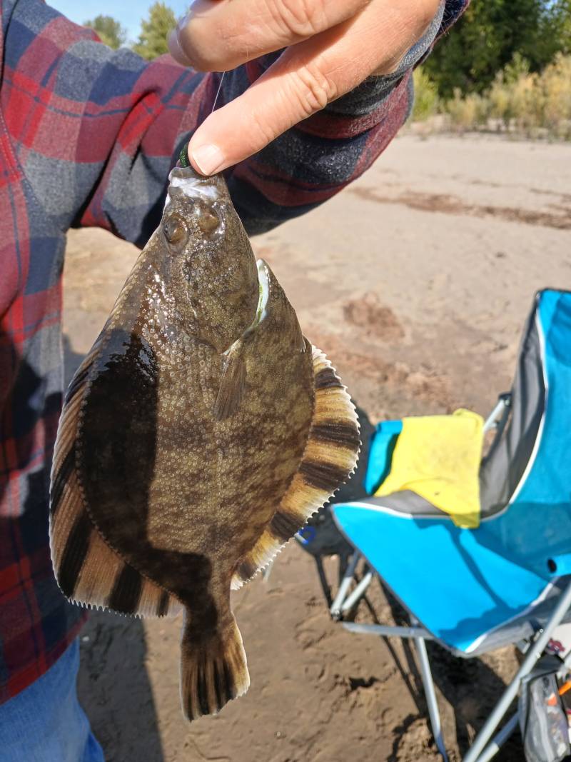 Flounder in Felida