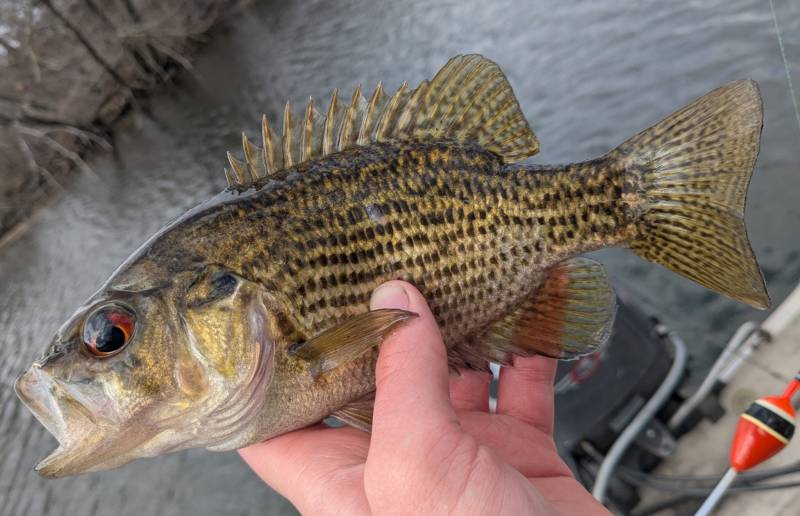 Rock bass in Detroit
