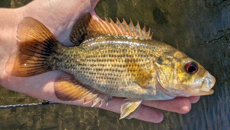 Rock bass in Center Line