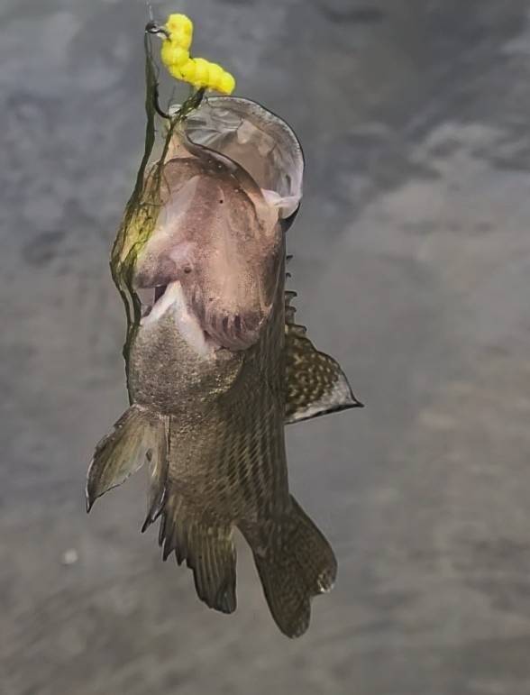 Rock bass in Lebanon