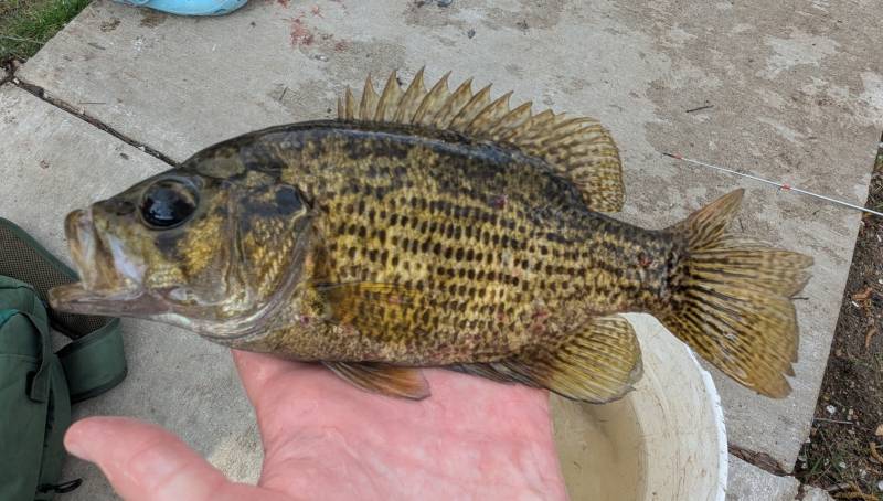Rock bass in Detroit