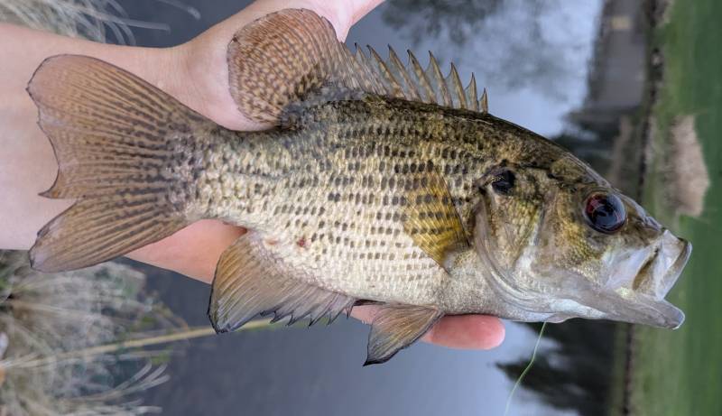 Rock bass in Detroit