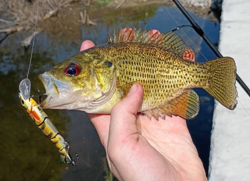 Rock bass in Detroit