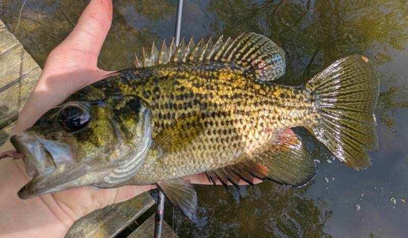 Rock bass in Detroit