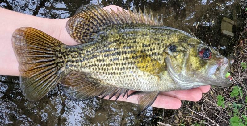 Rock bass in Dryden