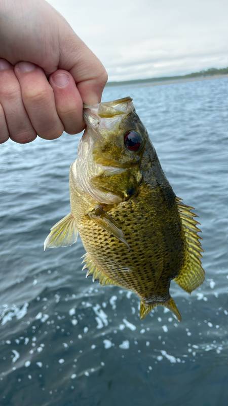 Rock bass in Minnesota
