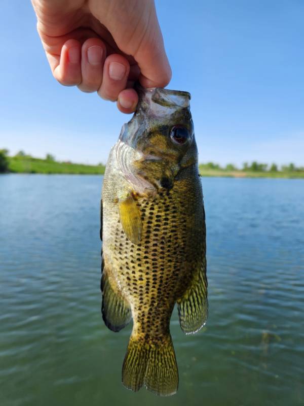Rock bass in Fond du Lac