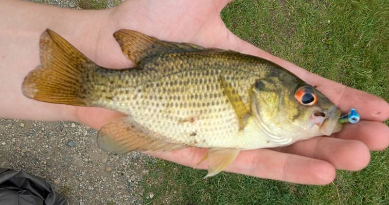 Rock bass in Dryden