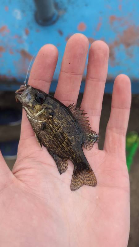 Rock bass in East Tawas
